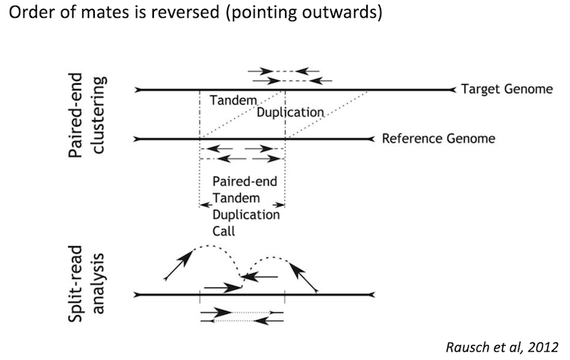 Tandem duplication read signature